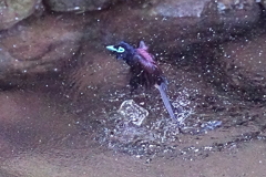 水浴び1