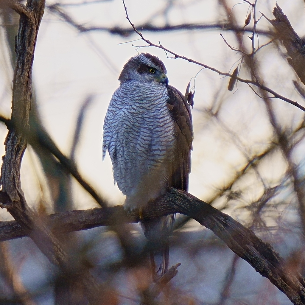 オオタカ（成鳥3）