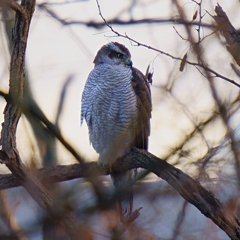 オオタカ（成鳥3）