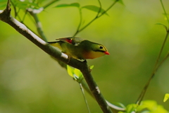 今日も相思鳥