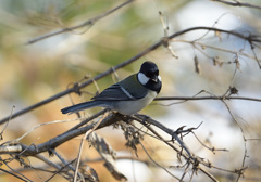 シジュウカラ シジュウカラ
