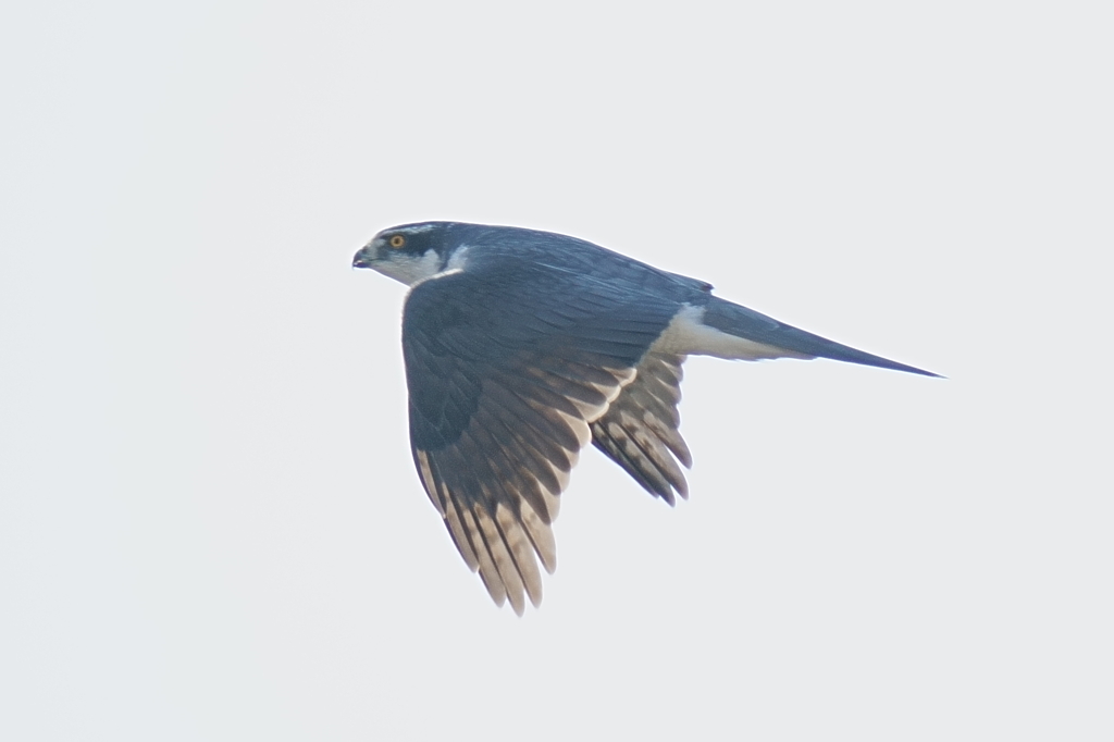 オオタカ成鳥