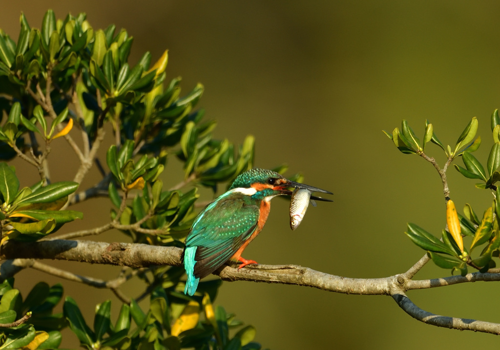 朝ごはんゲット！