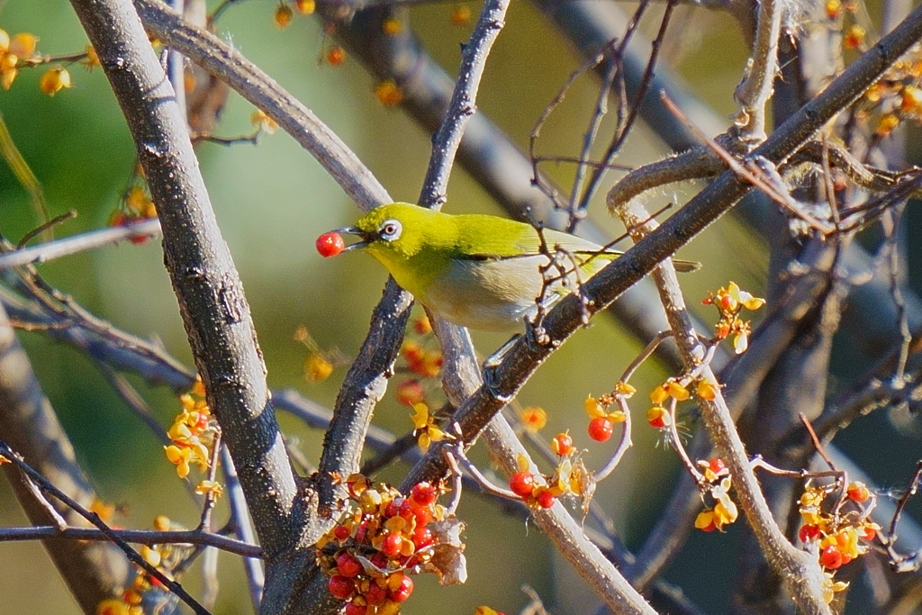 メジロと紅い実