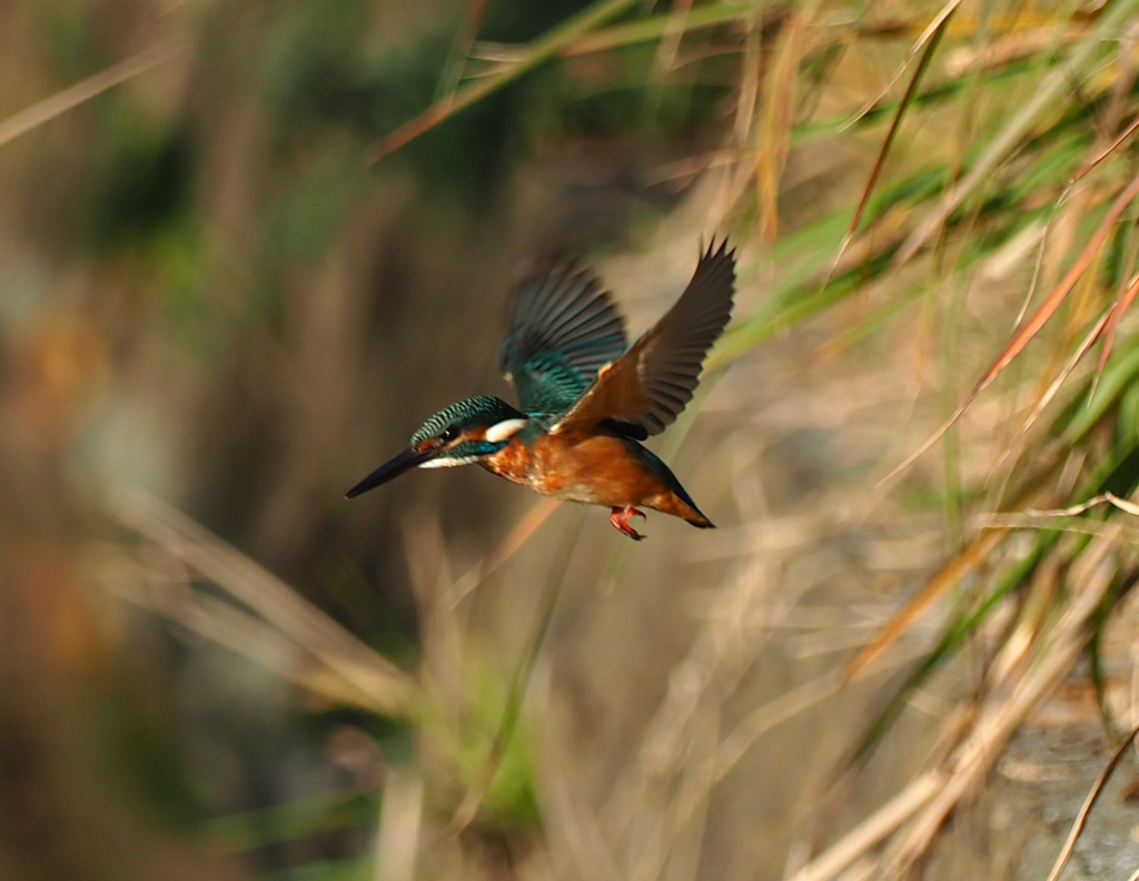 飛ぶよ！181123_082220