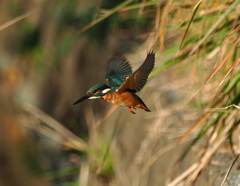 飛ぶよ！181123_082220