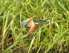 エビゲット! エビゲット!