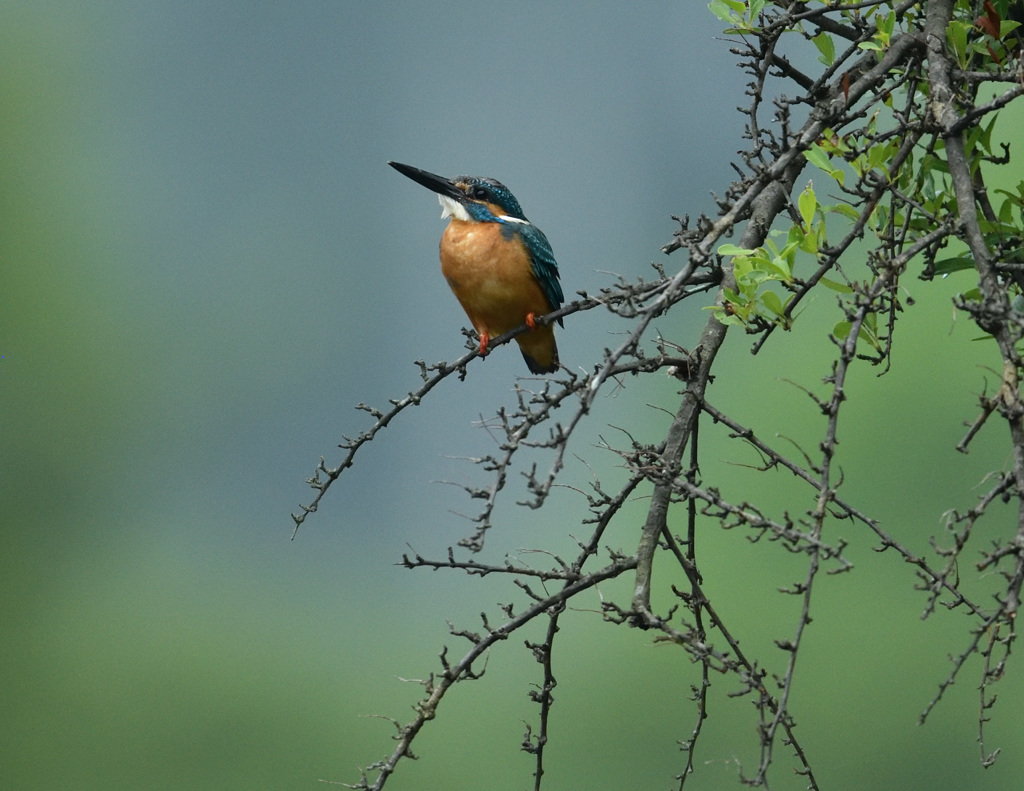 8：16モモバック2