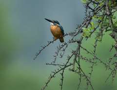 8：16モモバック2