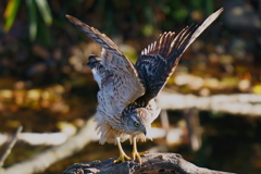 幼鳥4 幼鳥4