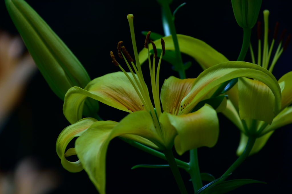 富士見高原のユリ１