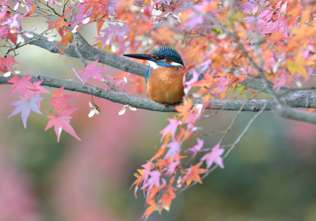 紅葉とカワセミ3