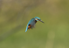 新年初ホバ7 新年初ホバ7