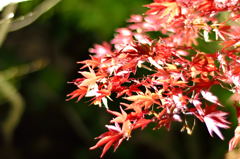 百草園ライトアップ紅葉