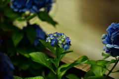 我が家の紫陽花2