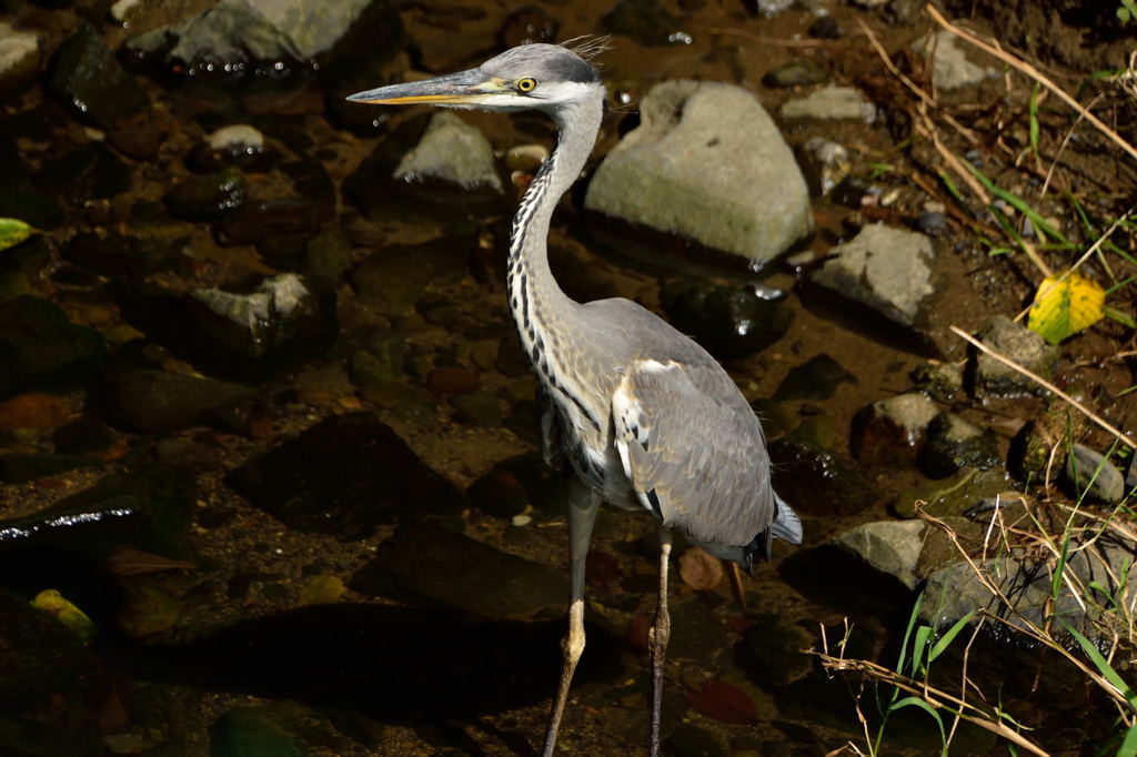 程久保川の小サギ5