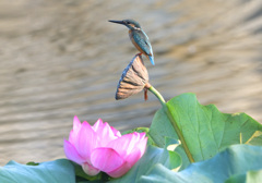シャワーヘッドの若雄