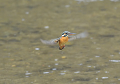 今朝のホバ2 今朝のホバ2