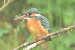 枝どまり2 枝どまり2