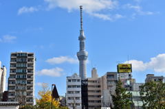 浅草寺から見たスカイツリー