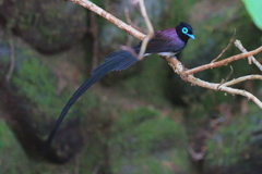 サンコウチョウ4