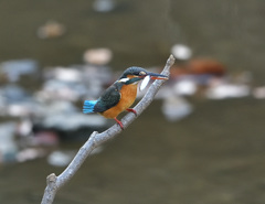 枝止まり2 枝止まり2