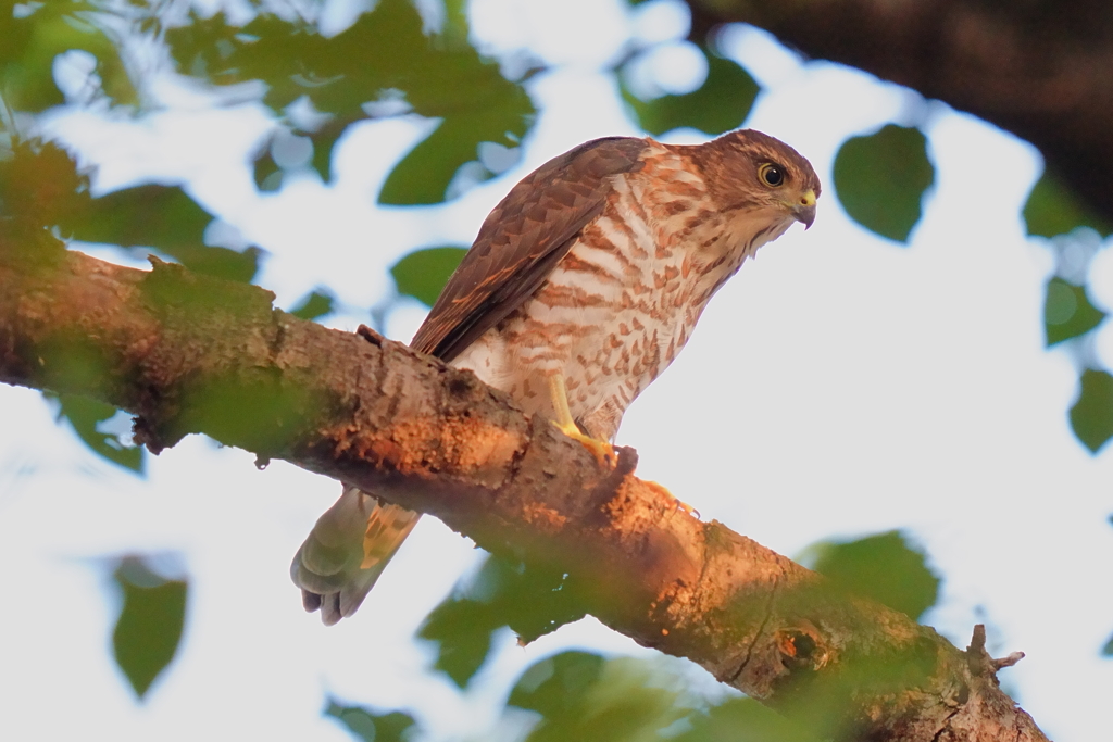 ツミの幼鳥1