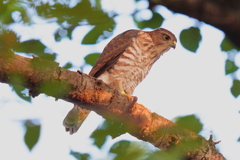 ツミの幼鳥1
