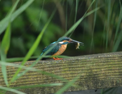 8：11対岸の欄干にて