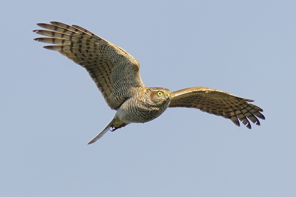 ハイタカメス成鳥2