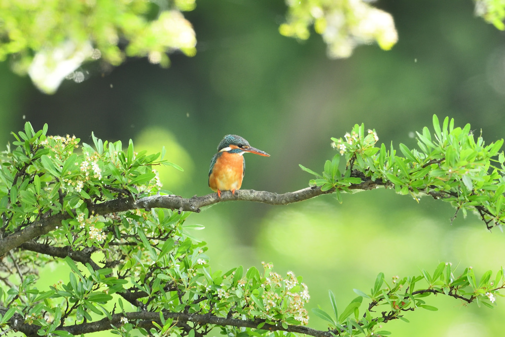下枝でオスを待つ2