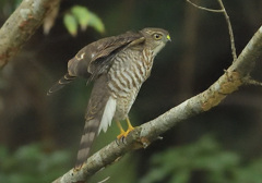 ツミの幼鳥4 ツミの幼鳥4