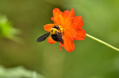 浜離宮のコスモスと蜂さんたち3