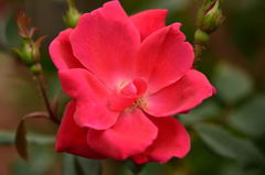 京王フローラルガーデンアンジェ2