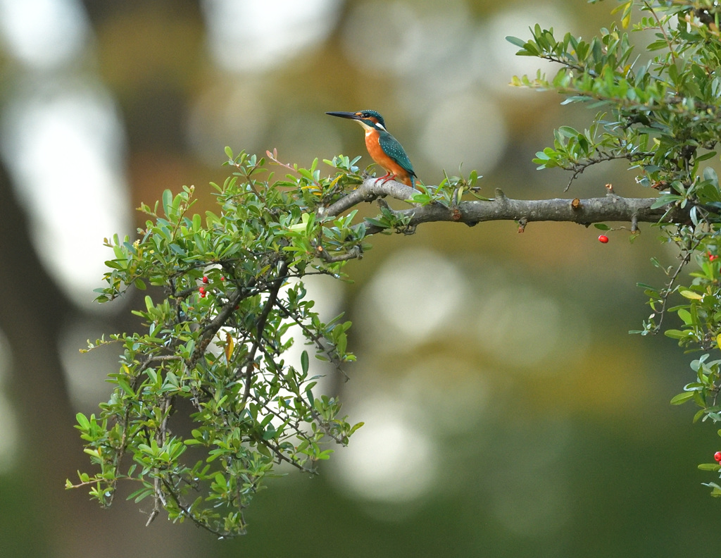 今朝のお立ち台