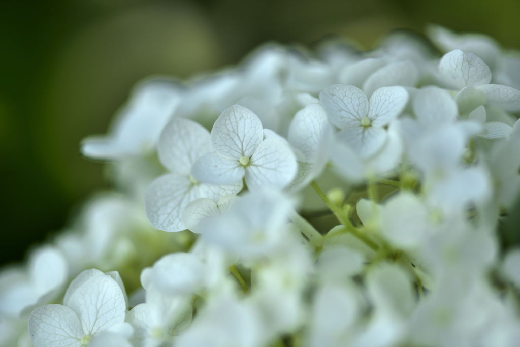 紫陽花