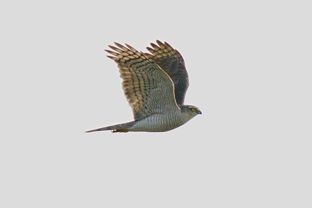 オオタカ成鳥の飛翔1