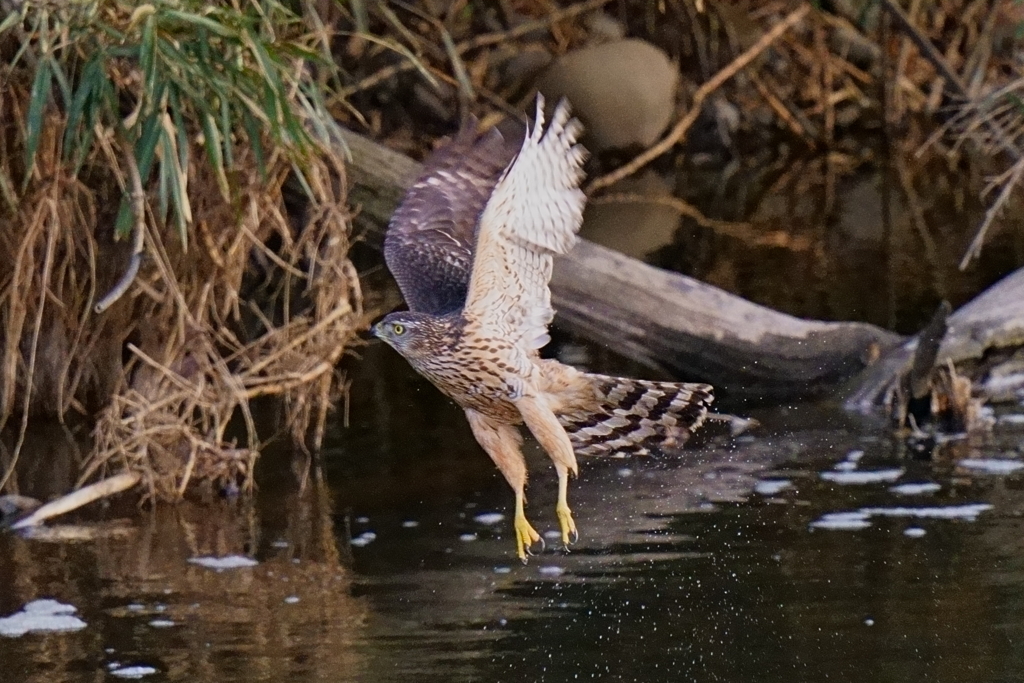 オオタカ、ゲットできず2