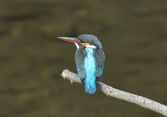 枝止まり1 枝止まり1