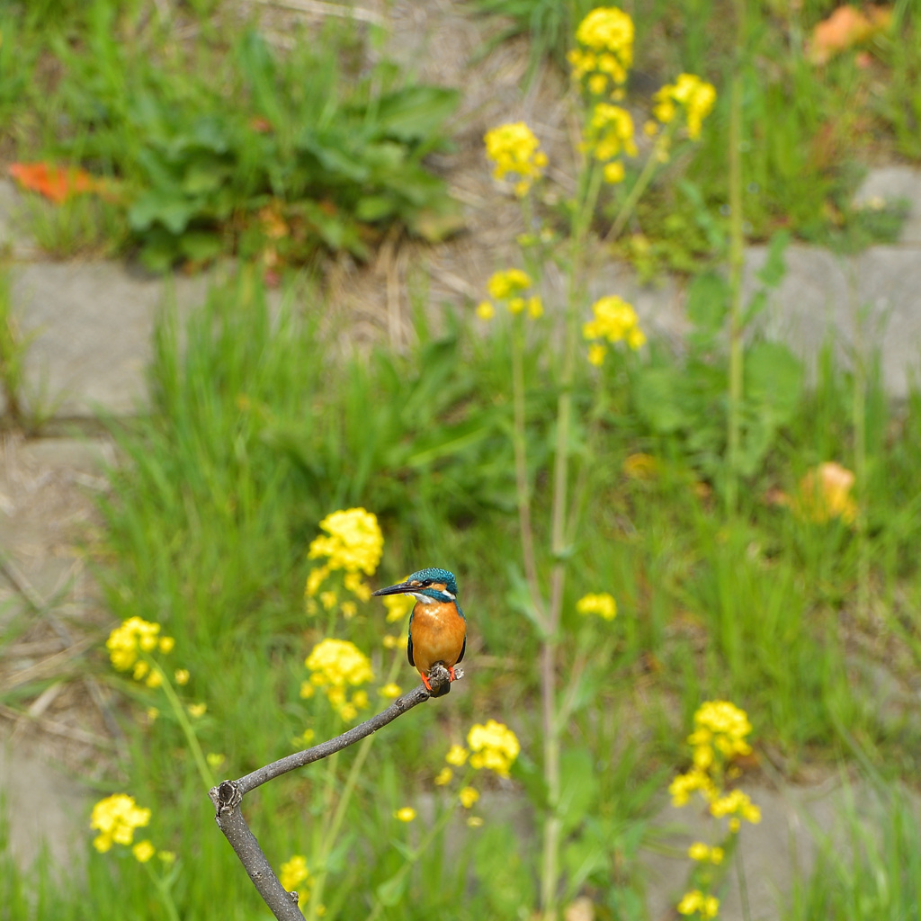 菜の花とカワセミ5