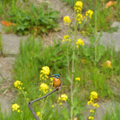 菜の花とカワセミ5 菜の花とカワセミ5