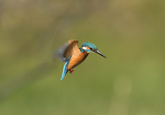 新年初ホバ4 新年初ホバ4