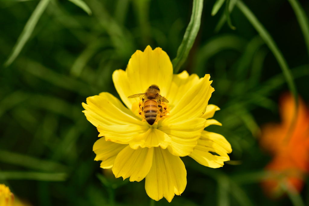 浜離宮のコスモスと蜂さんたち