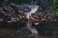 オオタカの幼鳥12