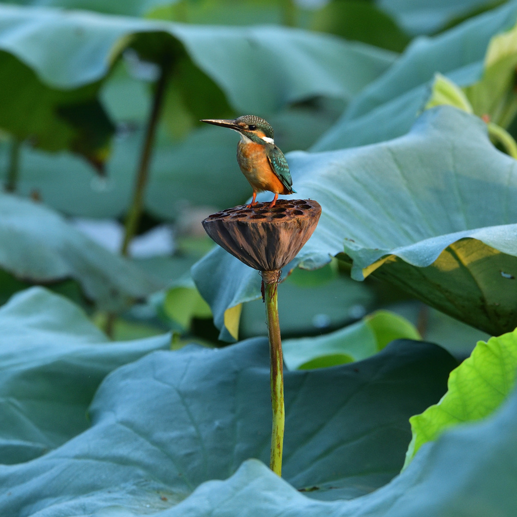 シャワーヘッドの若雄2