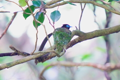 抱卵中のサンコウチョウ（オス）