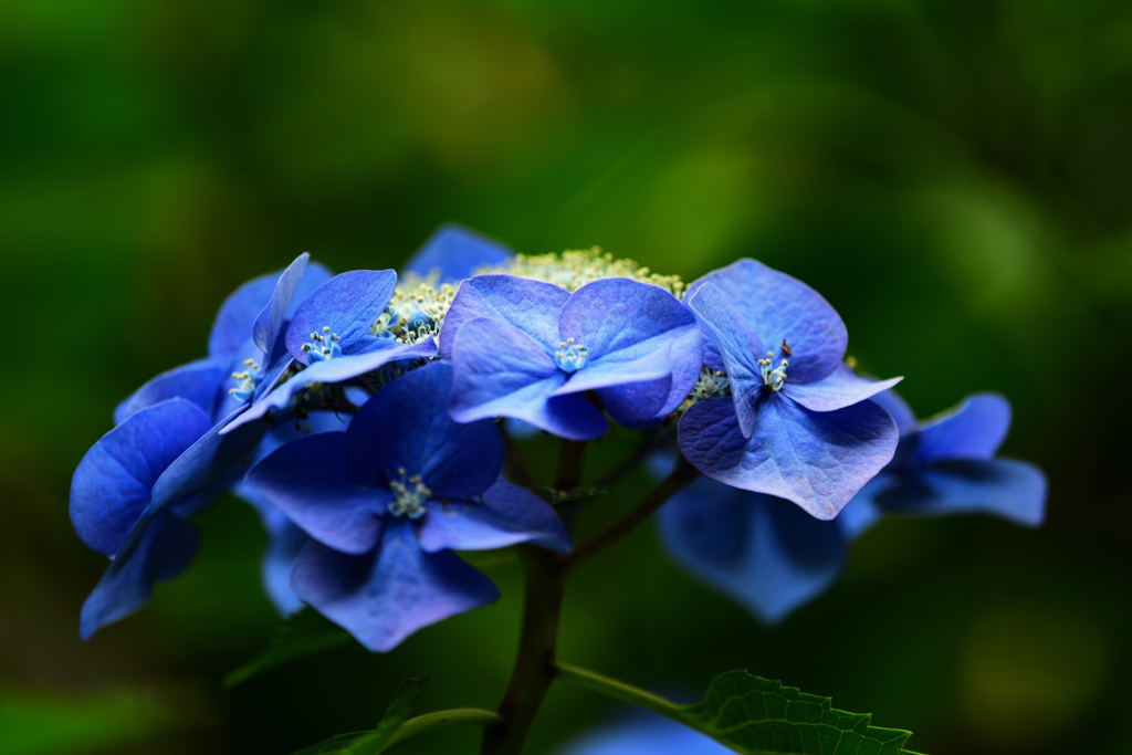 高幡不動の紫陽花7