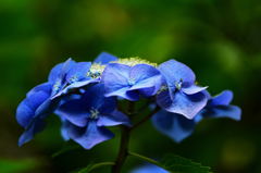 高幡不動の紫陽花7