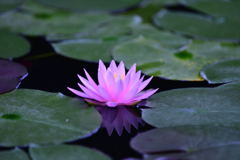 神代植物公園のスイレン3