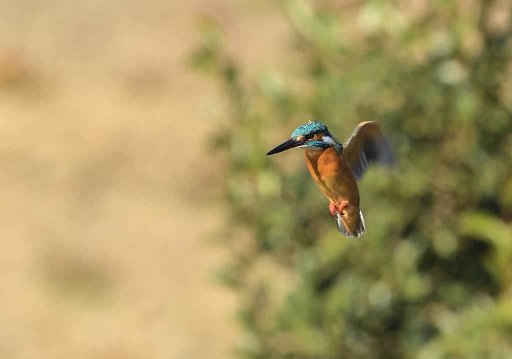 新年2回目のホバ2
